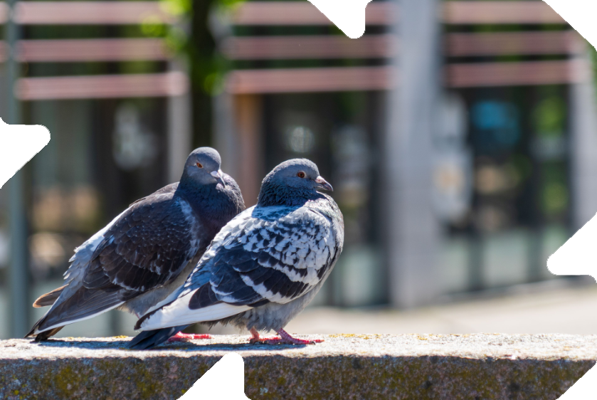 Las palomas en la ciudad ocasionan molestias y transmiten enfermedades