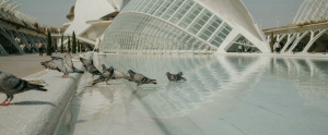 Palomas refrescándose en Valencia, en la Ciudad de las Ciencias y las Artes