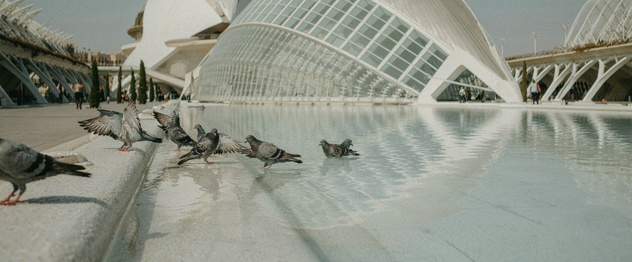 Palomas refrescándose en Valencia, en la Ciudad de las Ciencias y las Artes