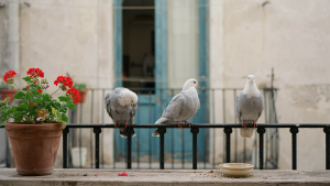 Palomas en un balcón de la ciudad de Valencia